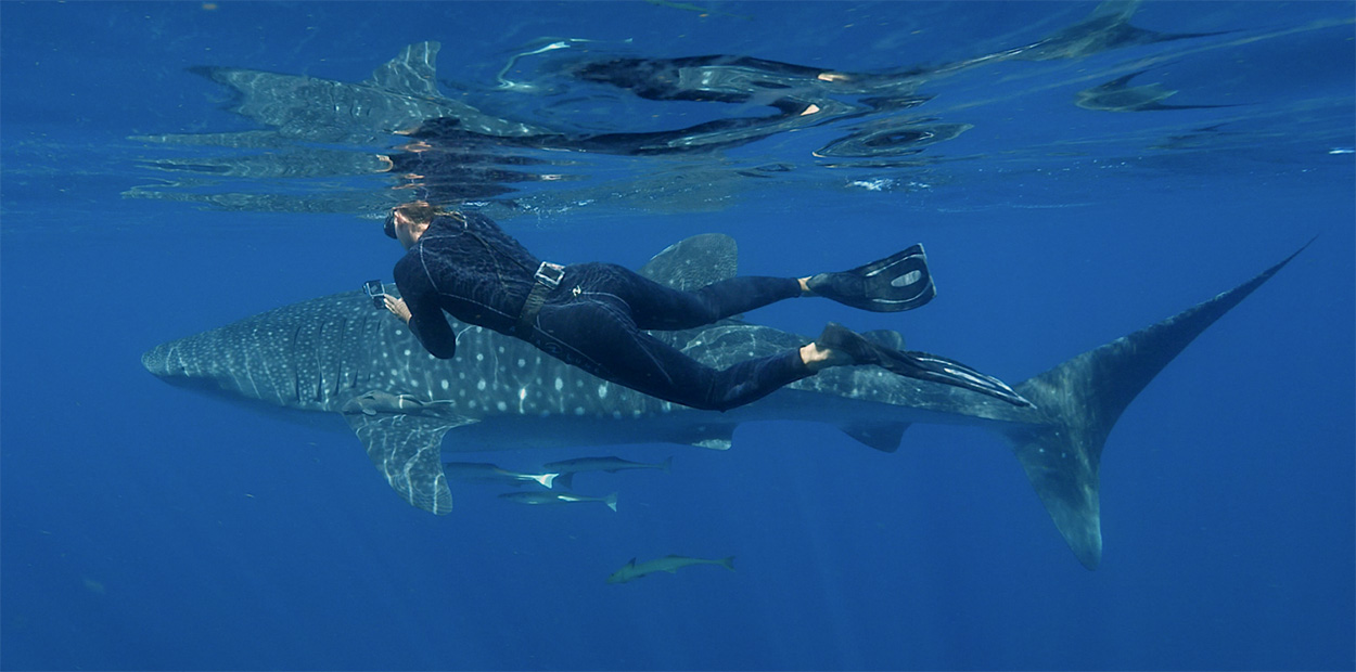 Whale Shark